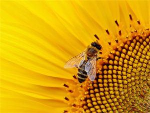 Foto für Bienenzüchterverein Wolfern